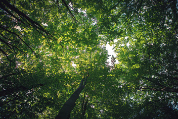 Fototapeta premium forest