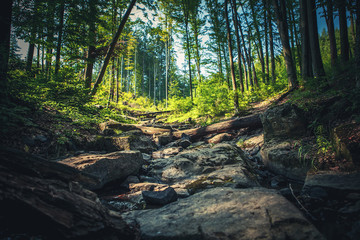 Obraz premium forest