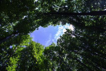 Fototapeta premium forest