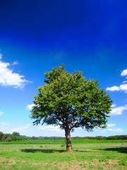 Fototapeta na wymiar 草原の立ち木