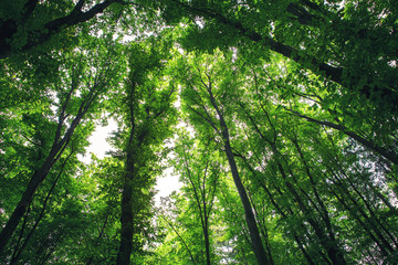 forest
