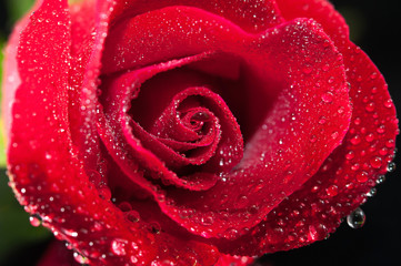 rose red close up