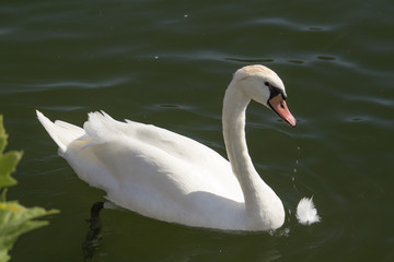 Obraz premium Cygnes à Gray