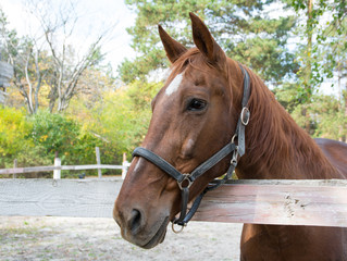 brown horse in the forest paddock