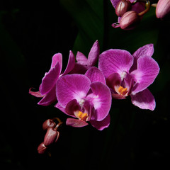 Pink streaked orchid flower, isolated on black background