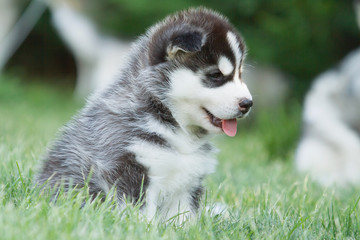 Siberian husky dog outdoors. Portrait of a little husky dog puppy. Close-up.