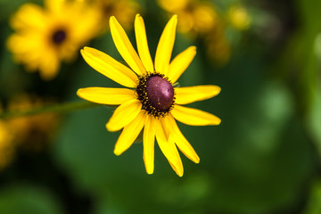 Yellow flowers in green grass garden