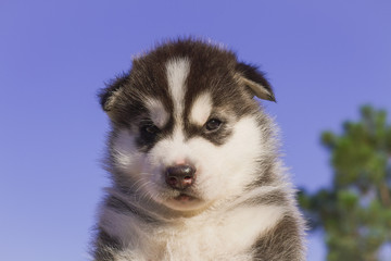 Obraz premium Siberian husky dog outdoors. Portrait of a little husky dog puppy. Close-up.