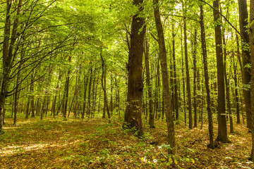Autumn deciduous forest on a sunny day