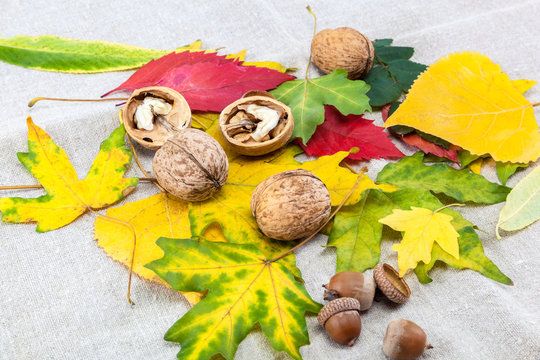 Autumn theme. Walnuts on linen canvas
