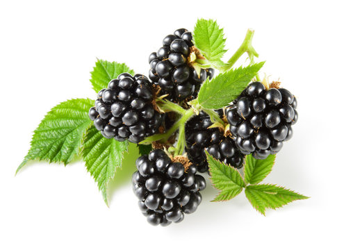 Blackberry. Berries isolated on white