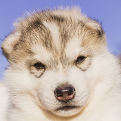 Siberian husky dog outdoors. Portrait of a little husky dog puppy. Close-up.