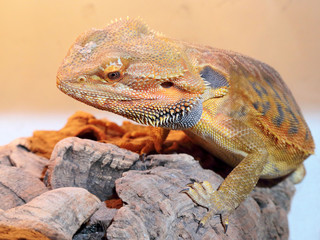 Naklejka premium Bearded dragon lizard