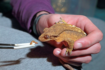 Naklejka premium Feeding of captive crested gecko