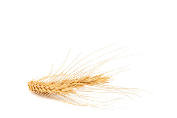 Obraz premium Ear of wheat on white background.