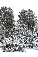 Winter landscape. Fir trees covered with snow