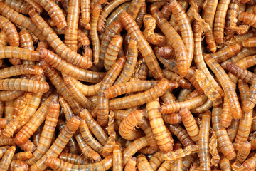 Closeup of a scatter of living mealworm