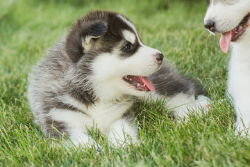 Siberian husky dog outdoors. Portrait of a little husky dog puppy. Close-up.