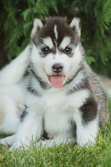Siberian husky dog outdoors. Portrait of a little husky dog puppy. Close-up.