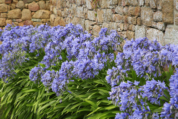 Lila Kugellilien © Friedberg