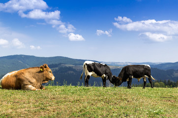 Cows on a mountain pasture.