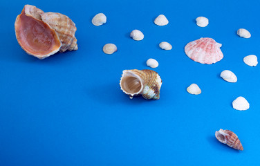 Marine snails and shells