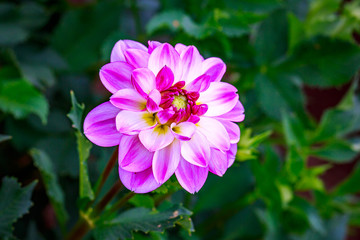 Obraz premium Beautiful dahlia in the garden