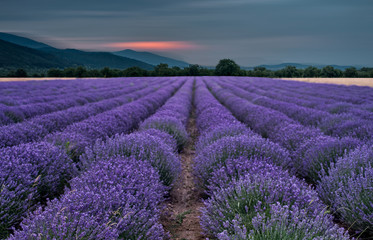 Fototapeta premium Beautiful image of lavender field