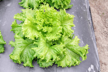 Lettuce growing in a vegetable garden.