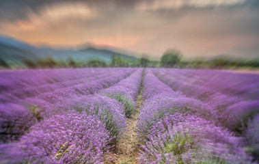 Naklejka na ściany i meble Beautiful image of lavender field