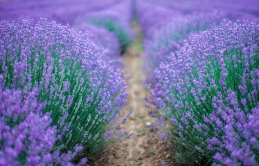 Beautiful image of lavender field