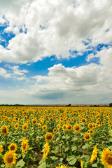 Sunflower field in the summer, Bulgaria