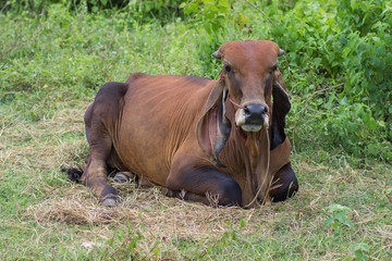 Fototapeta premium Red cow lying on the grass