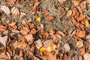 background autumn leaves in the yellow grass