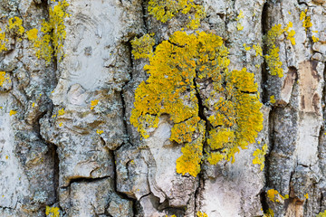 Tree bark texture, full frame