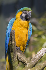 Blue-and-yellow macaw