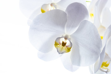 Fototapeta na wymiar Macro and close-up photos of orchid