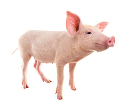 Pig on a white background. A series of photos pigs in different poses.