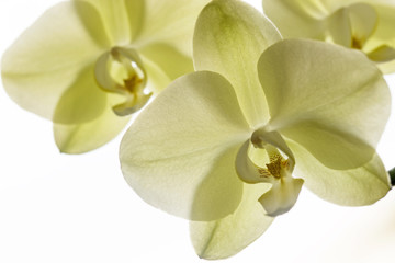 Fototapeta na wymiar Macro and close-up photos of orchid