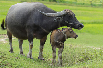 Thai buffalo