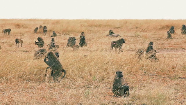 Mother and baby baboon in Masai Maram nother is grooming the baby in the foreground, the rest of the herd is visible on the background
