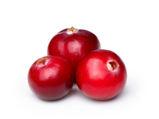 WIld cranberry