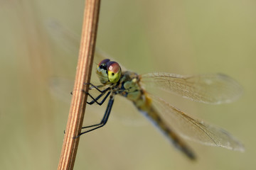 Ritratto di libellula