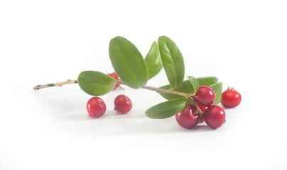 Branch of cowberry
