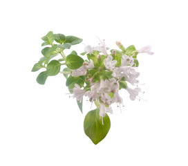 Blooming branch of oregano