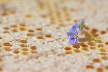 Honeycomb empty and full of honey