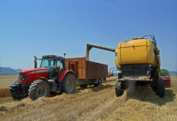 harvested wheat a summer d