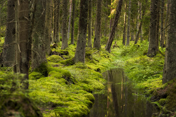 Fototapeta na wymiar Beautiful green forest