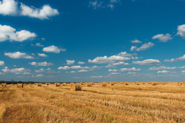 The field of cut grass.