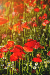 Red poppy field